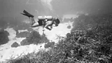 Black-and-white image of a diver inspecting corals in a bay in Jamaica (Credit: Kenneth Johnson/ Natural History Museum)