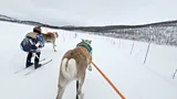 Lapland: The art of reindeer racing