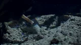 The fish-killing snail’s deadly game