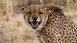 A cheetah with a tag attached to its right ear bares its teeth (Credit: Sergio Izquierdo)