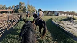 Tuscan cowboys at work