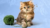 A kitten that is partially digitally pixelated holding a string in its mouth, and the string is connected to a green ball of yarn against a blue background (Credit: BBC/ Serenity Strull/ Getty Images)