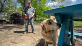 Fozzie, a Labrador-Golden Retriever mix, sniffs a blue park bench, his owner in the background (Credit: Clark DeHart for Virginia Tech)