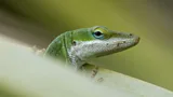 A green lizard on a piece of vegetation looks behind it into the camera lens (Credit: Getty Images)