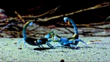 The captivating mating ritual of desert Scorpions at night