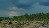 The radioactive trees of Chernobyl