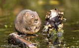 Water Voles