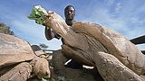 Senegalese tortoise expert Tomas Diagne