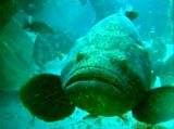 Goliath Groupers