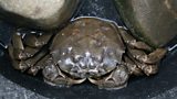 Chinese Mitten Crabs