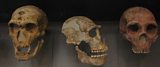 Did large eyes cause the demise of Neanderthals?