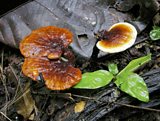 Ganoderma Lucidum by Jens Petersen