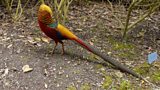 Golden Pheasant (Chrysolophus pictus)