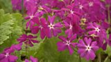 Primula sieboldii