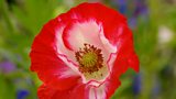 Hardy annuals