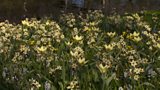 Spring bulbs