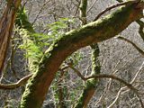 Epiphytes