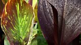 Canna virus