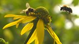 Planting flowers for bees