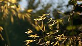 Gardening with grasses