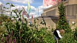 The Queen Elizabeth Roof Garden