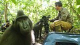 An unwanted lunch guest with bad manners