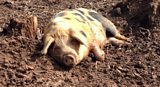 Ellie and the woodland pigs