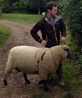 Matt and the Shropshire sheep