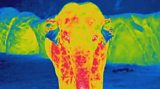 10 wildlife secrets caught on thermal cameras