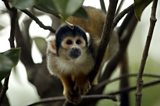 Squirrel Monkey