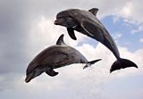 Dolphins