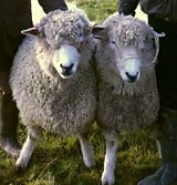 Adam, Lions and the Leicester Longwool