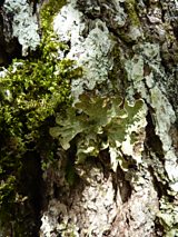 Tree Lungwort
