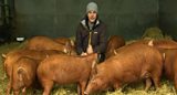 Pigs and Wiltshire