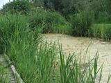 Wicken Fen