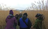 Reed beds