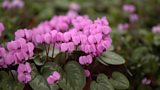 Cyclamen garden featured