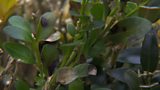 Box blight