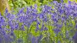 Bluebell garden featured