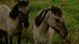Pre-historic Pony