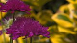 Using colour to design your garden