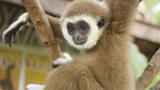 The Woman Who Can Sing Gibbon