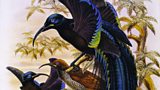 BBC Arts: Painting Paradise