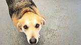 A Dog's Eye View