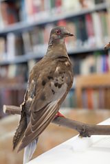 Martha - the last passenger pigeon