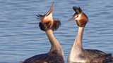 Identify wildlife