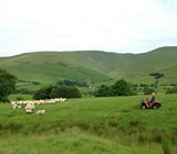 Wool working