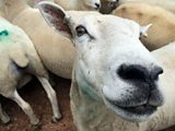 Lamb prices