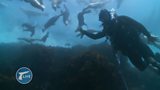 Steve Backshall diving with sea lions - recorded live
