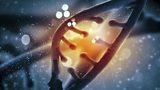 Genetic Modification of Human Embryos is 'Essential'